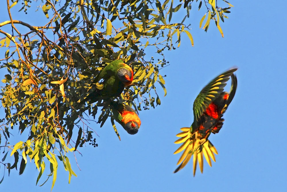 Australian lorikeet