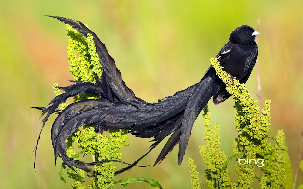 Six-tailed Bird of Paradise Berlepsha