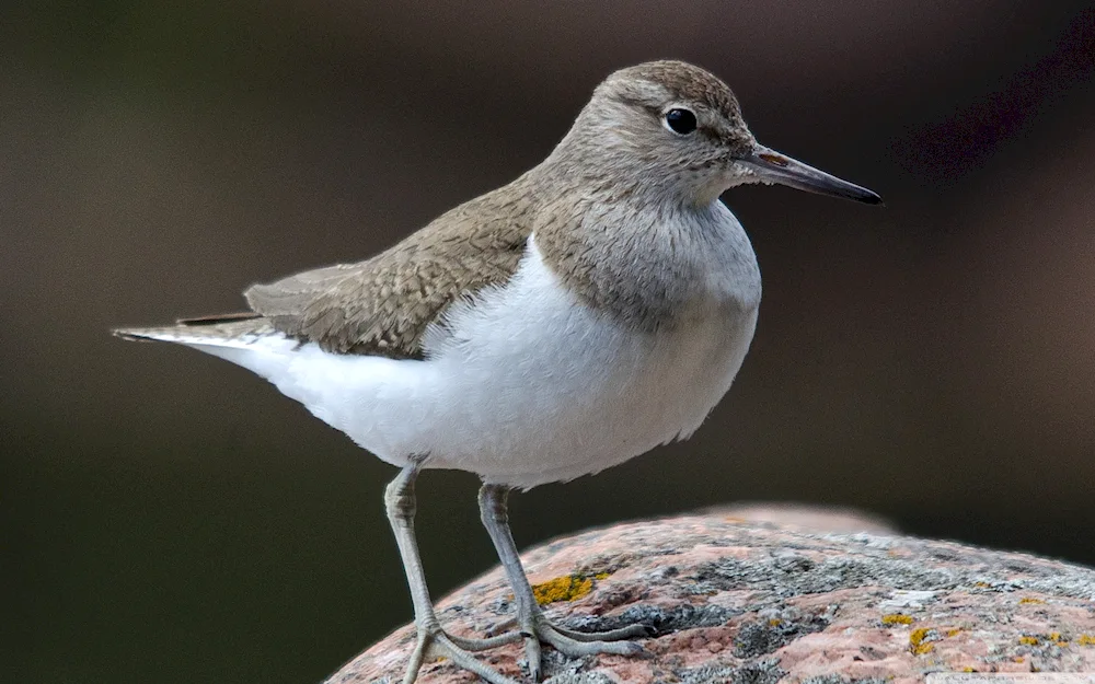 Chevrolet Hummingbird