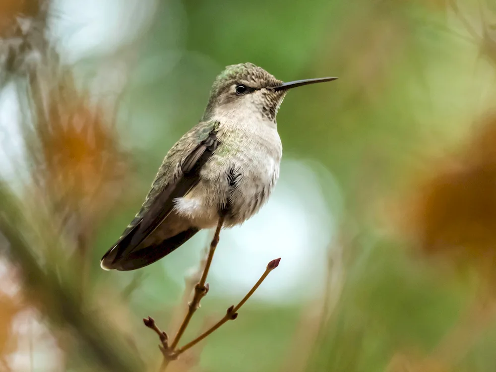 Bird with a crest on its head and a long beak