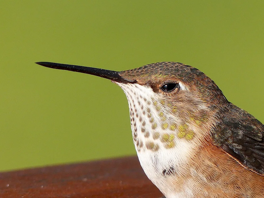 Long-billed wren.