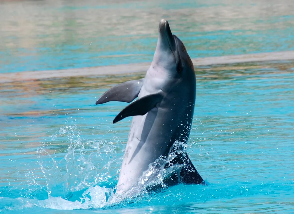 Long-billed Dolphin