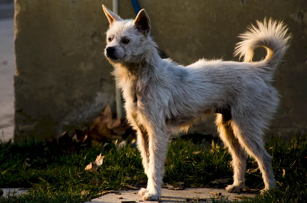 Long-legged dog