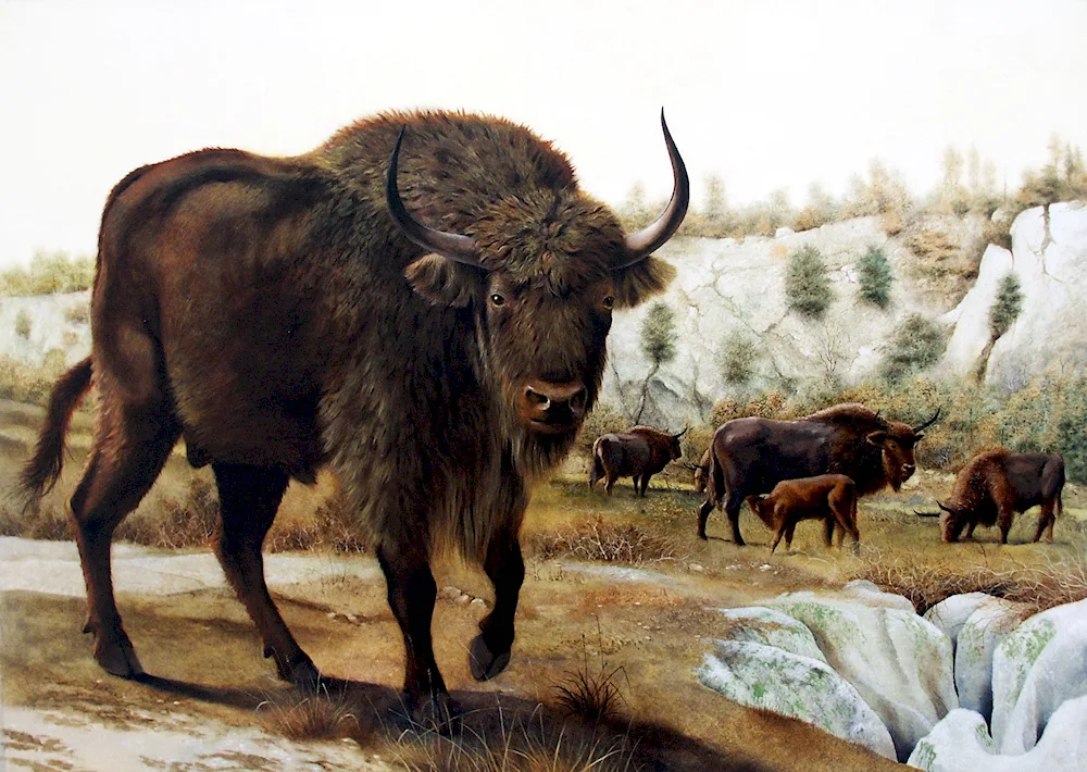 Long-horned Bison