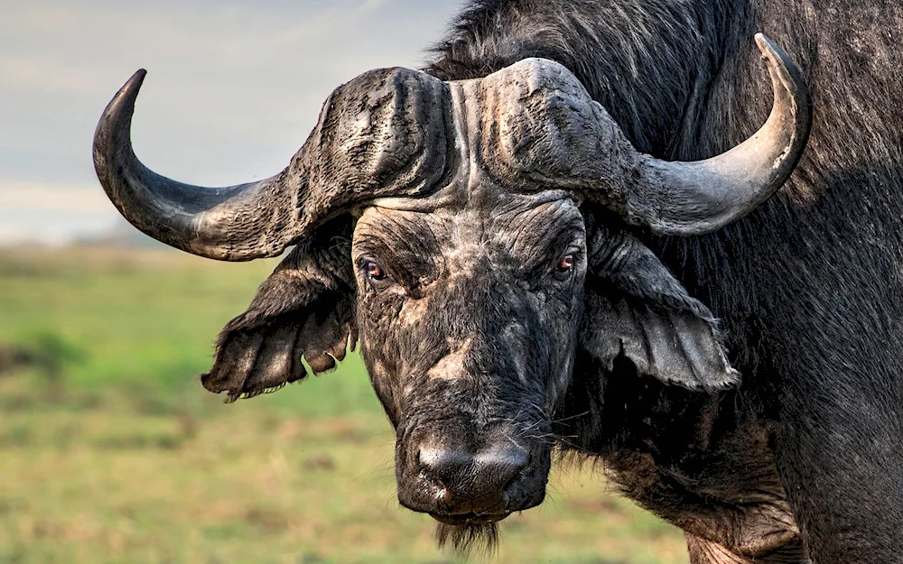 Long-horned buffaloTexas Longhorns bull