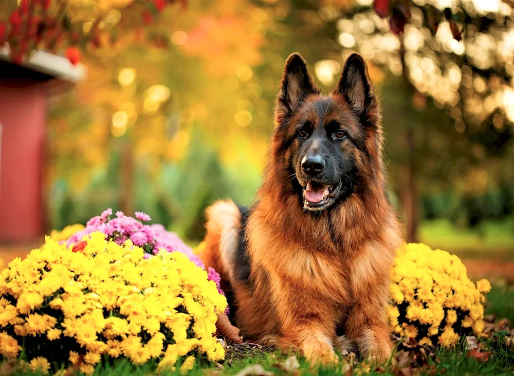 Dog German Shepherd