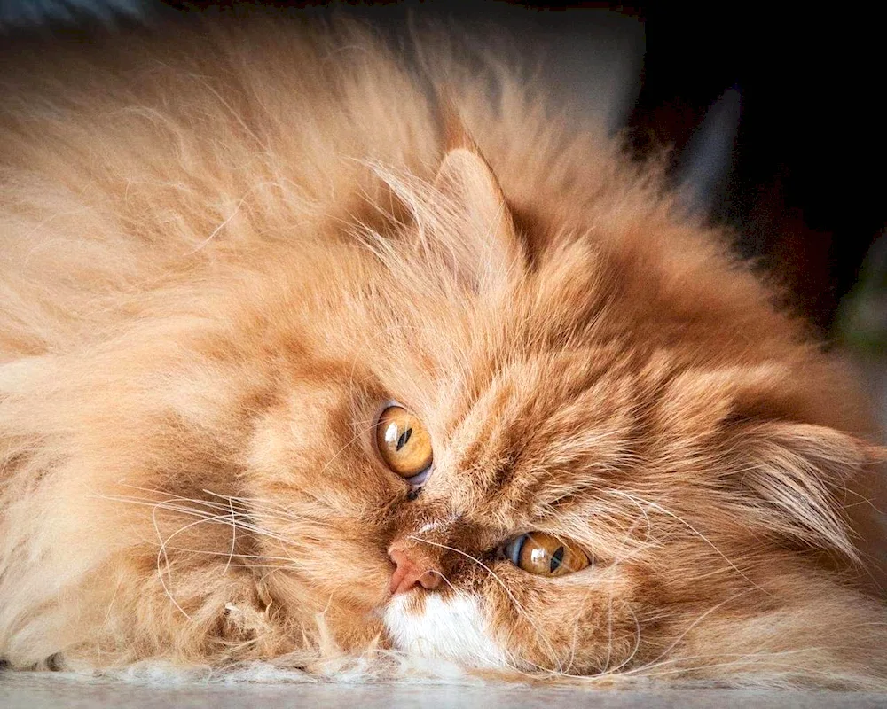 Long-haired Persian cat red