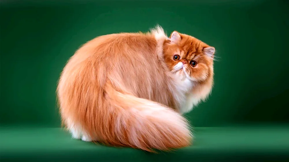 Long-haired Persian cat red