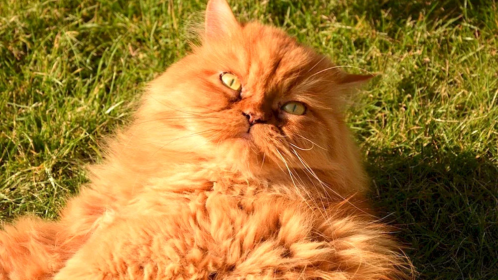 Long-haired Persian cat red