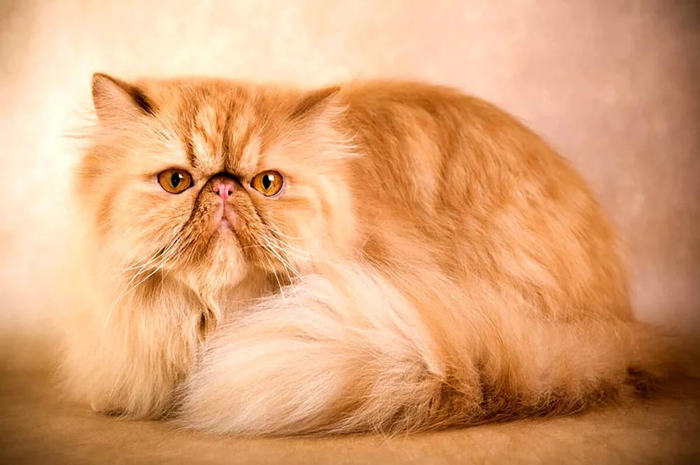 Long-haired Persian cat red