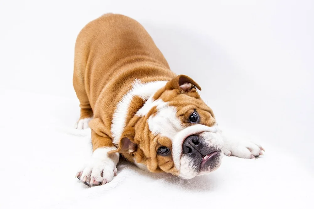 Long-haired English bulldog