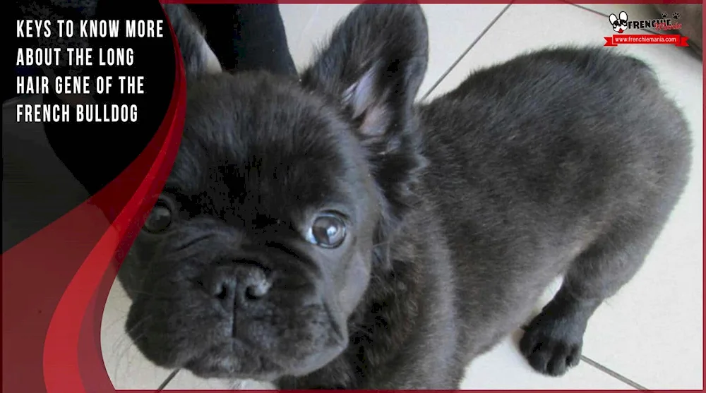 French bulldog fluffy