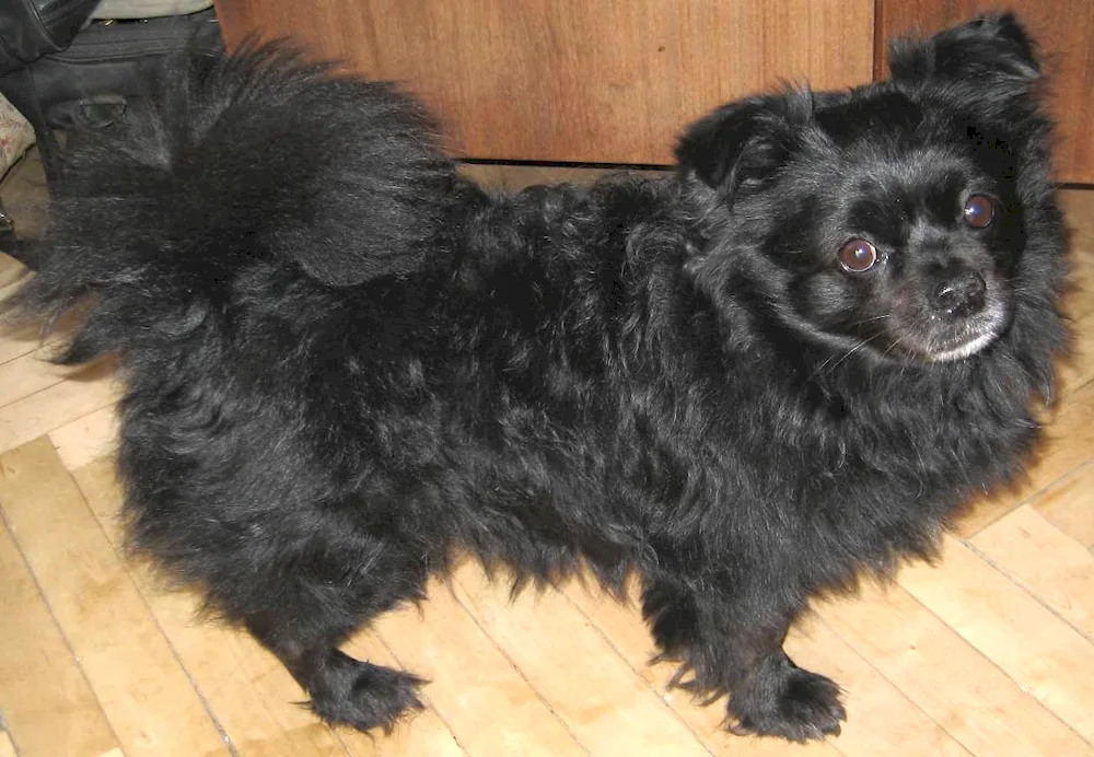 Long-haired Black Spaniel Pekingese