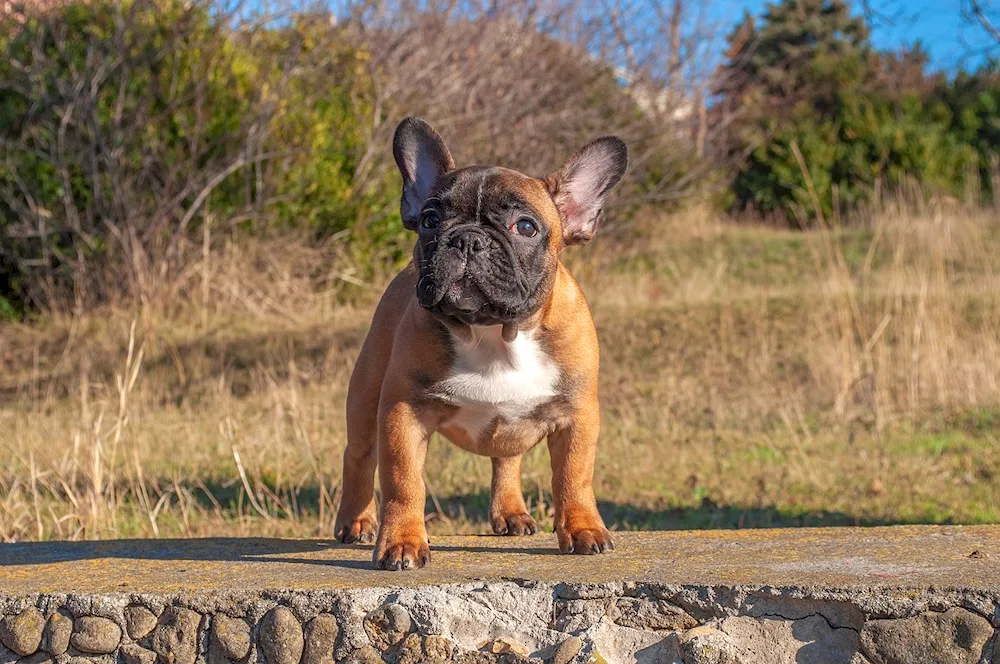 French bulldog fluffy