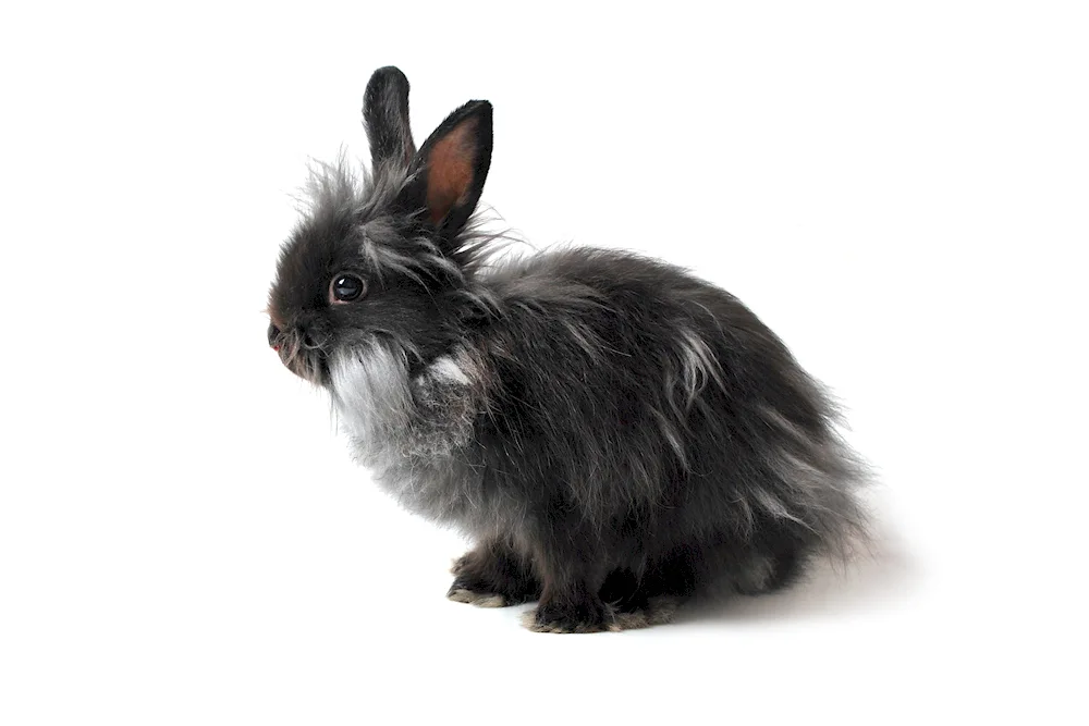 Black water rabbit 2023
