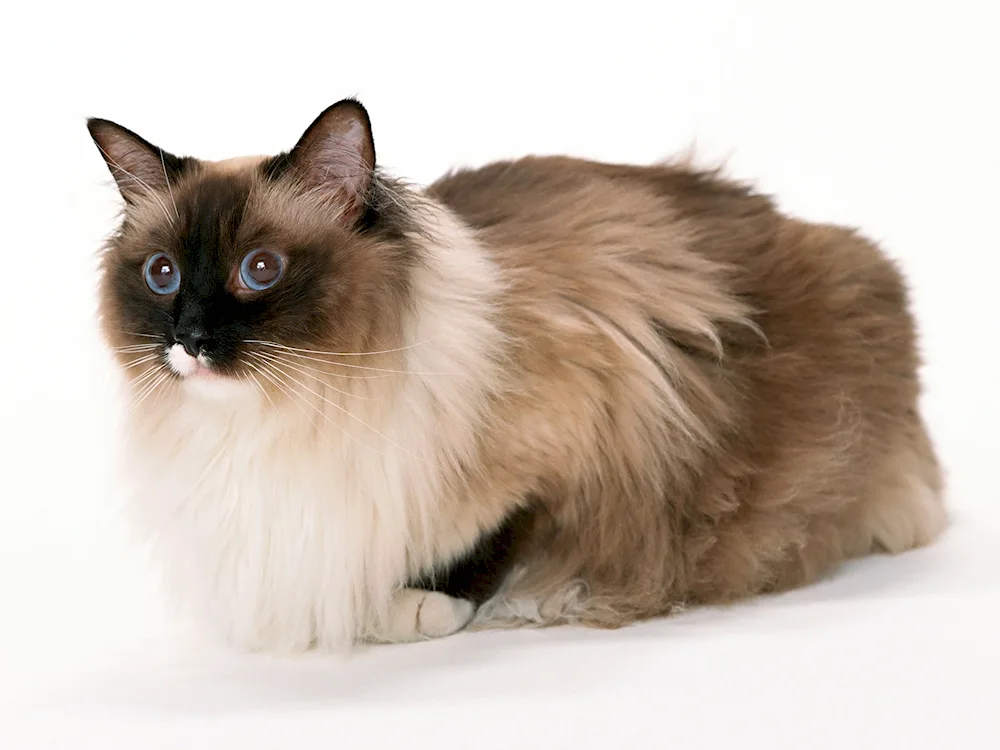 Balinese Ragdoll