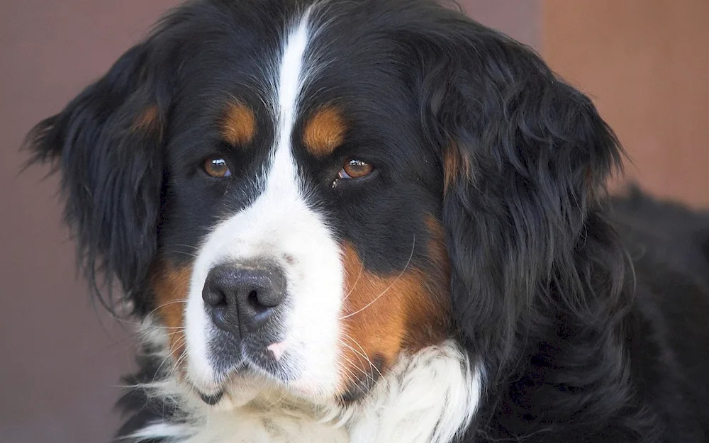 Long-haired Saint Bernard