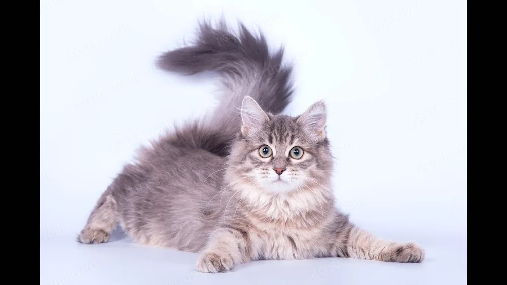 Siberian cat