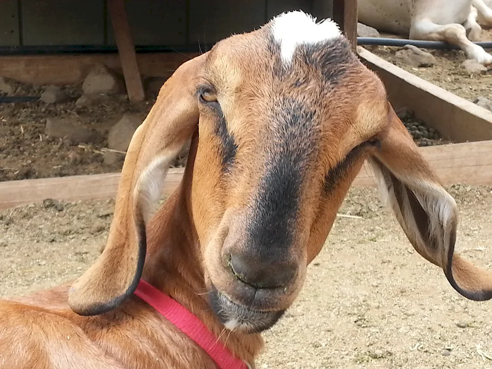 Long-eared Gulabi goats