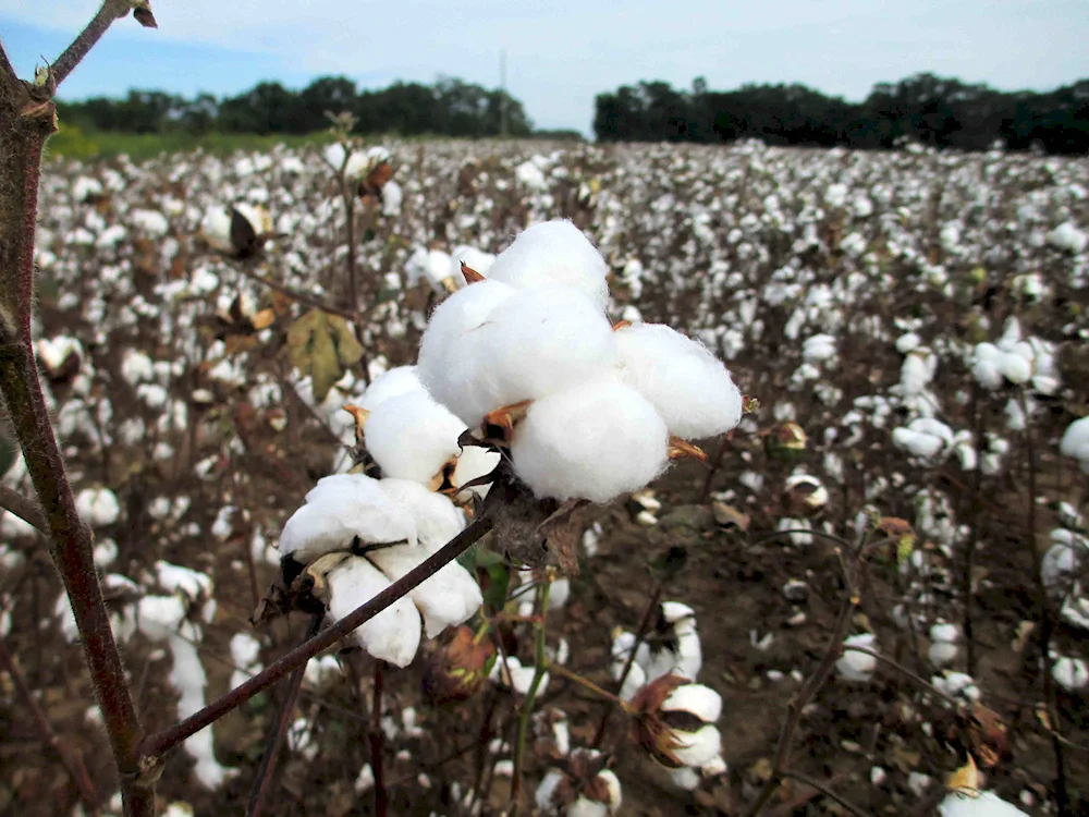 Cotton arable cotton