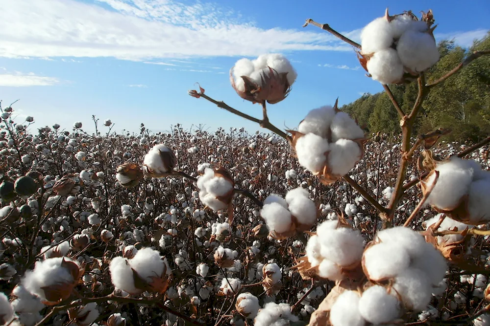 Long-fibre cotton plantation in the United States