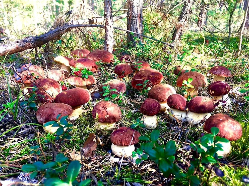 Mushrooms in the Moscow region