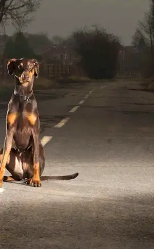 Doberman