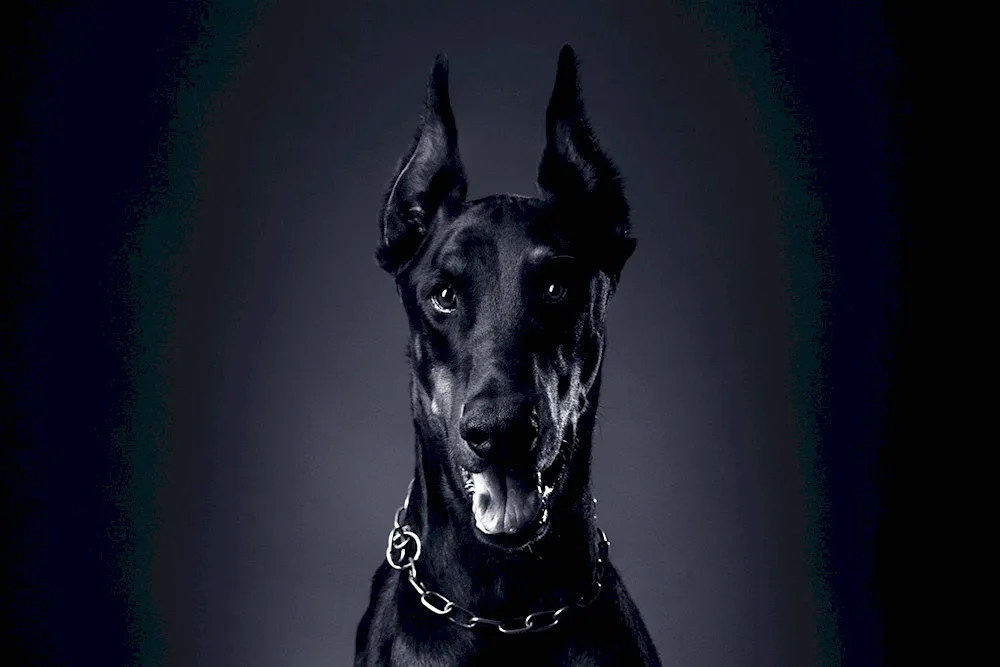 Great Dane spotted dog