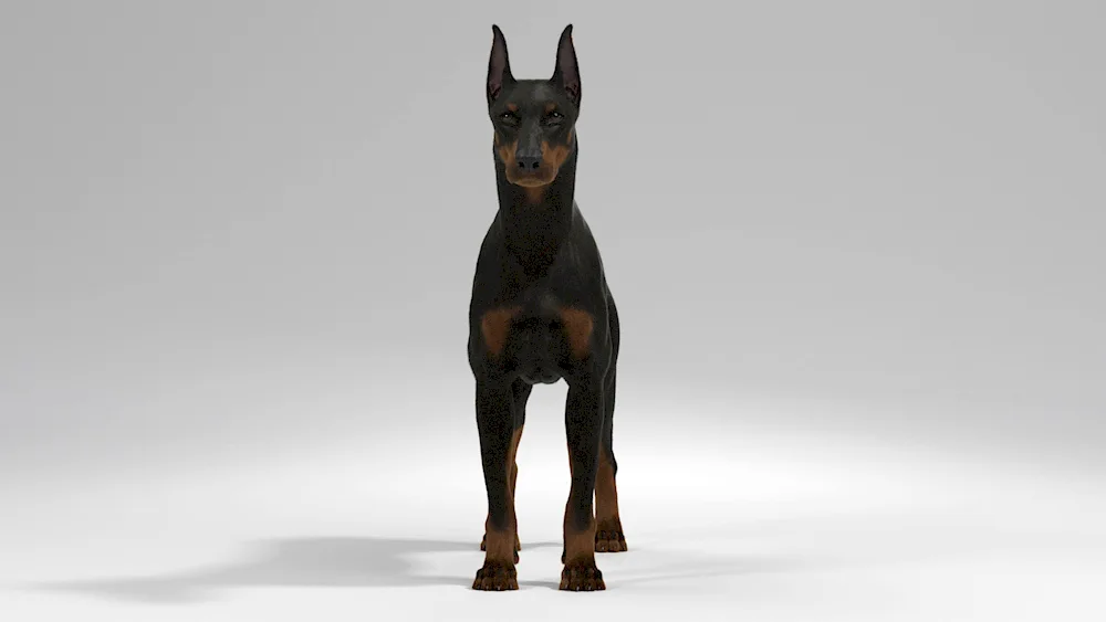 Doberman dog