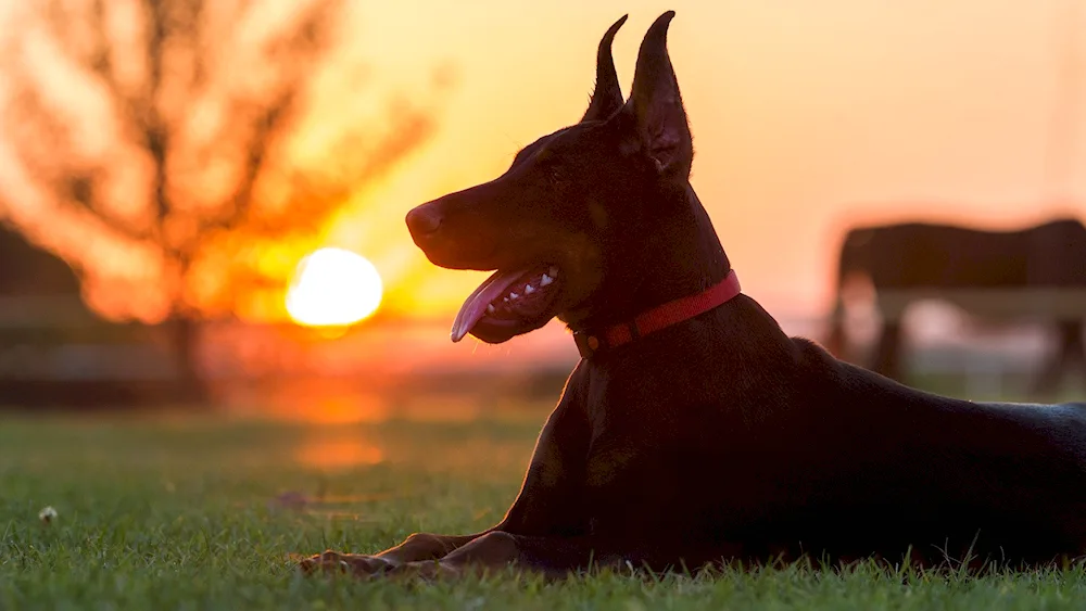 Dog Royal Black and Doberman