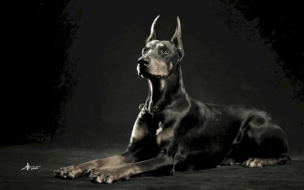Doberman dog. pinscher staggered