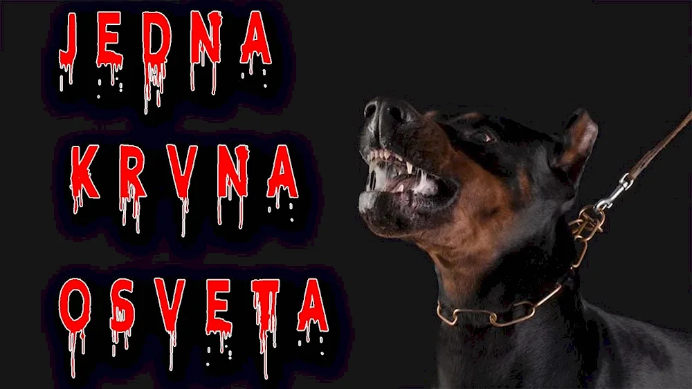 Doberman dog