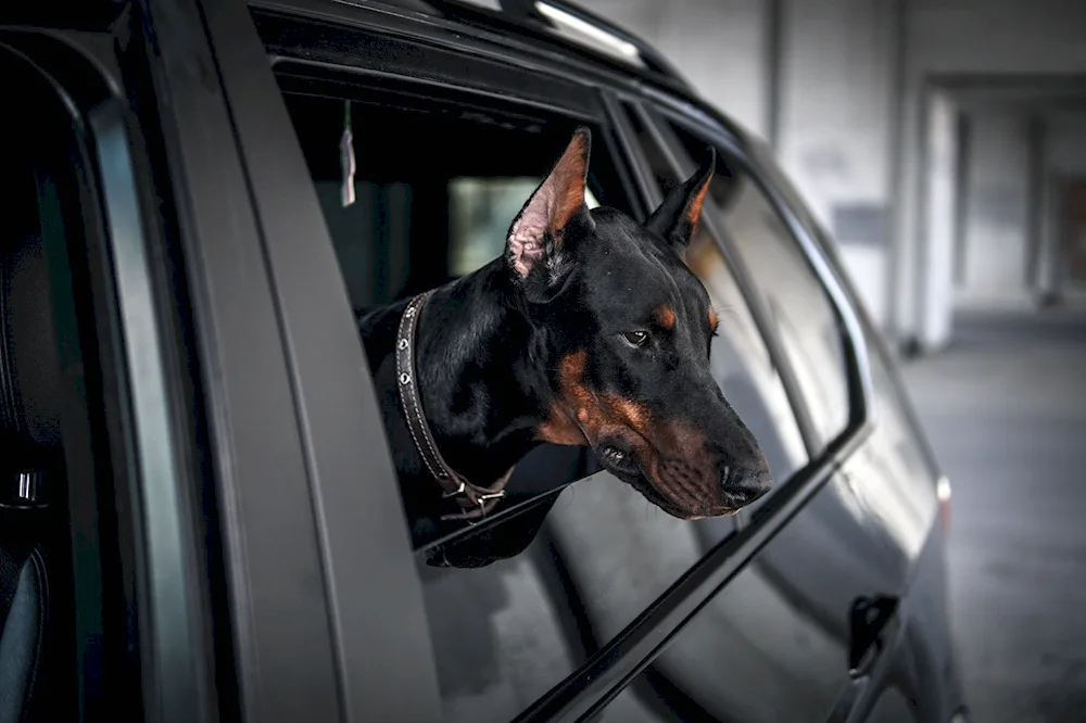Doberman pinscher Aesthetica