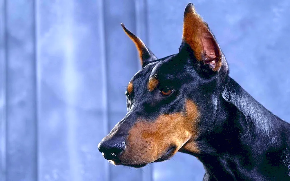 Doberman pinscher