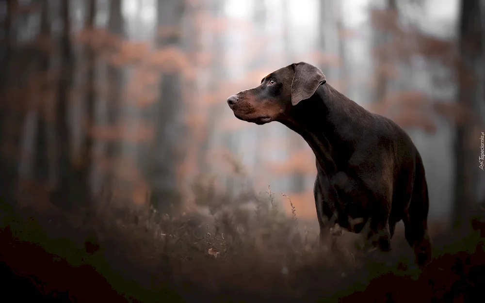 Doberman dog chocolate pinscher