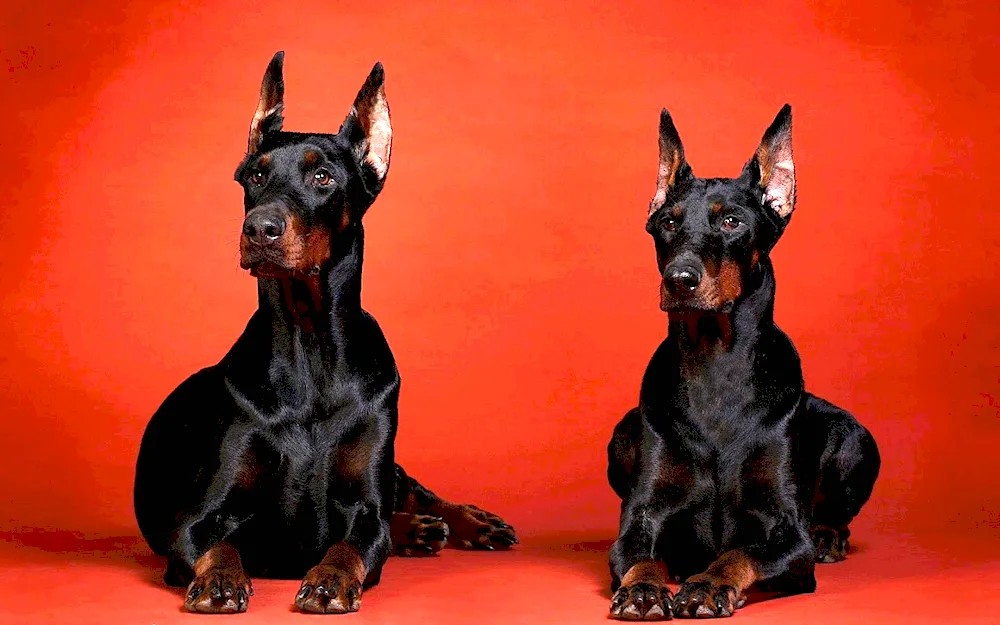 Doberman spotted