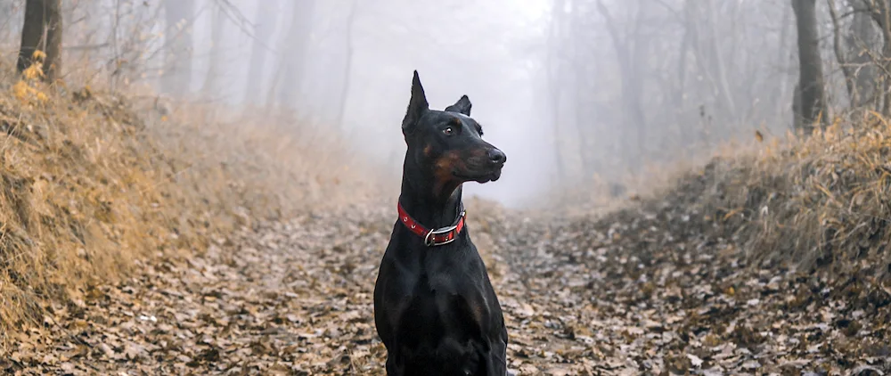 Doberman dog