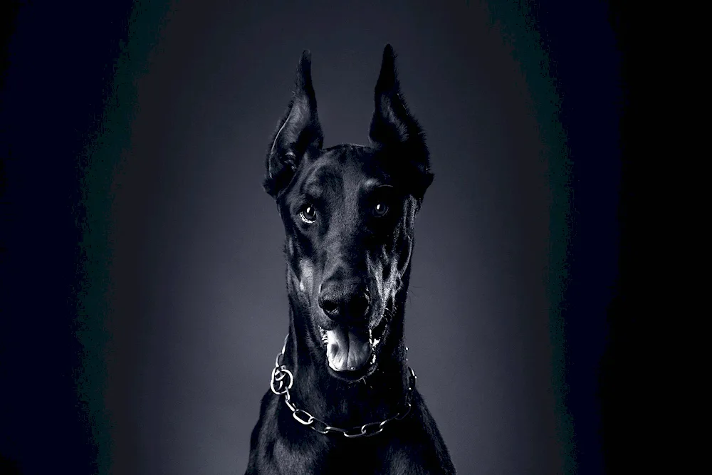 Doberman pinscher