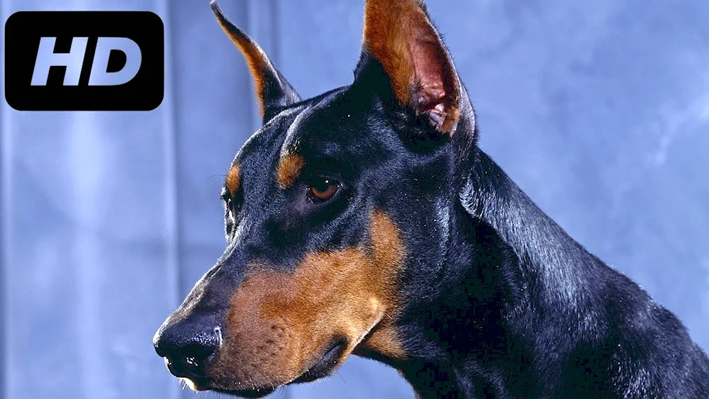 Malinois sheepdog with standing ears