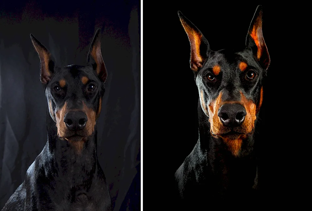 Doberman pinscher