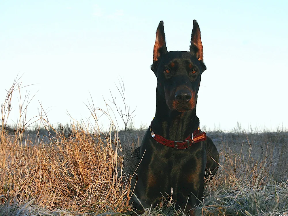 Doberman dog