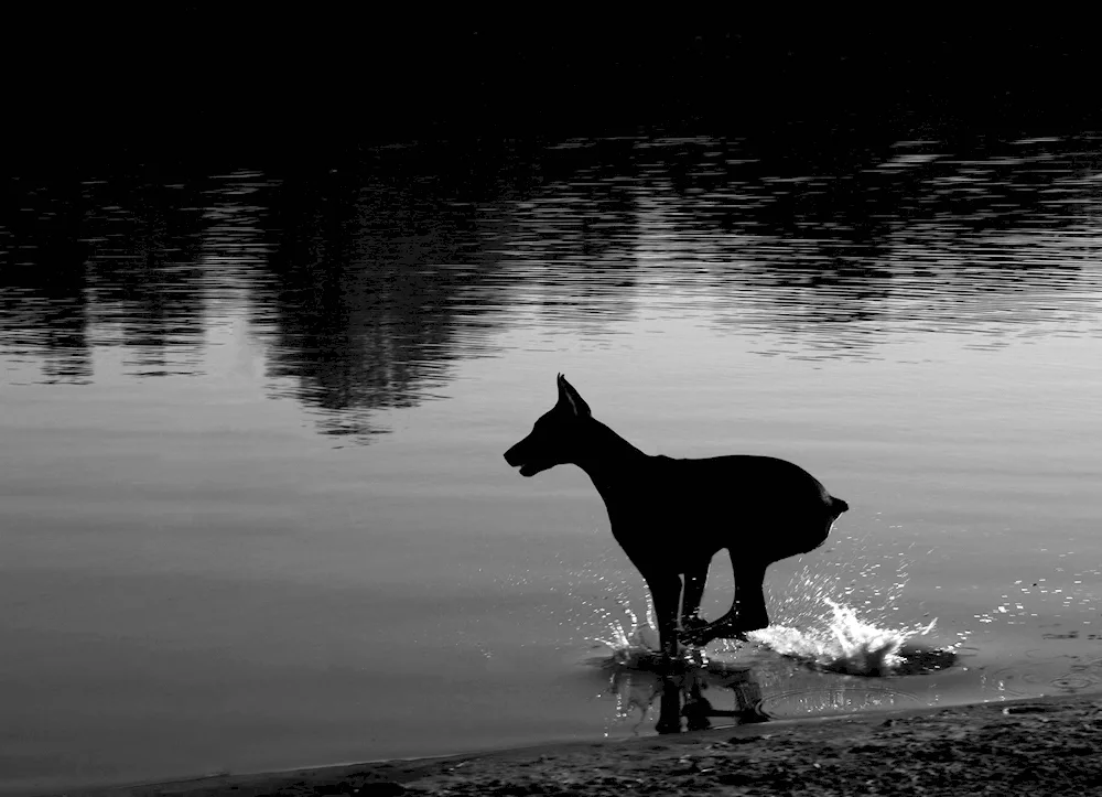 Doberman pinscher Aesthetica