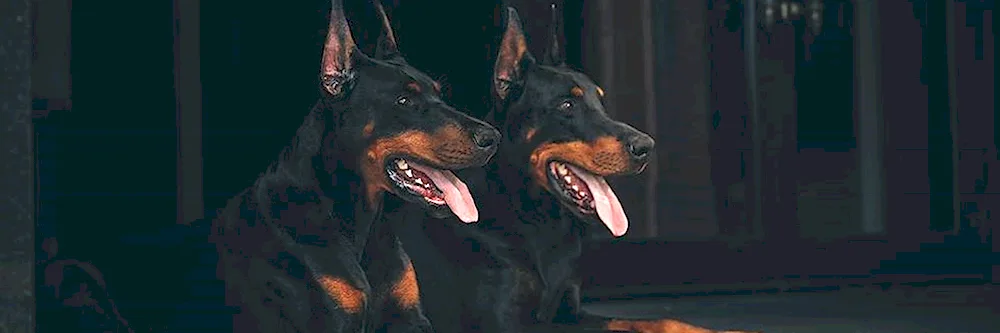 Doberman pinscher Aesthetica