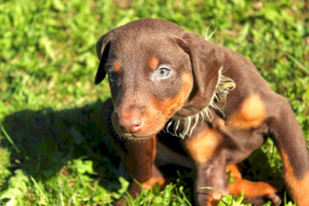 Doberman pinscher