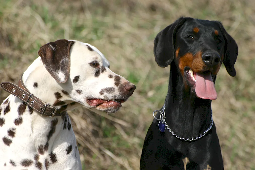 Necked Rottweiler