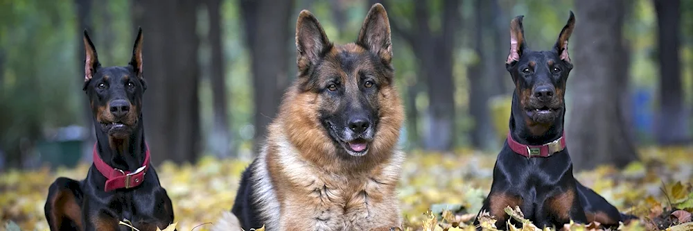 Doberman and shepherd spike