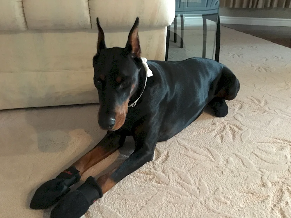 Doberman Isabella