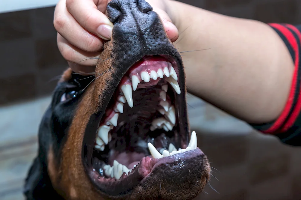 Doberman fangs