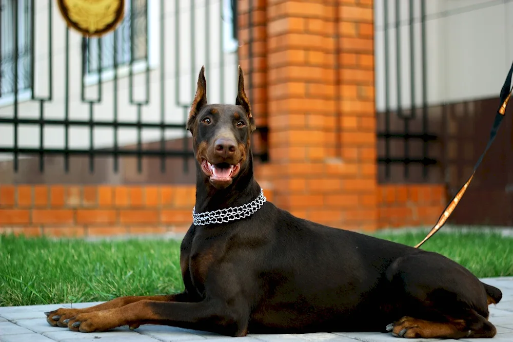 Doberman puppy