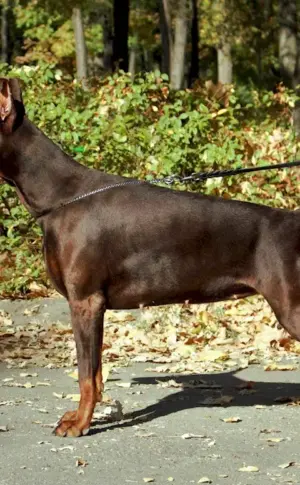 Doberman Brown Pitched